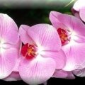 Подарочный сертификат «Цветущая орхидея»